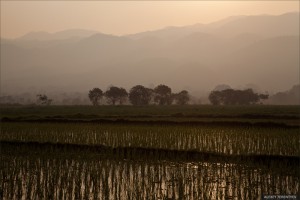 Оризово поле