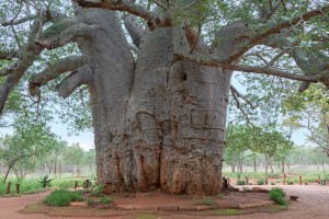 baobab-1